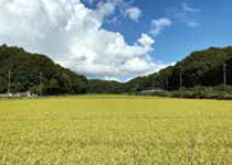 ● 神奈川県横浜市● 寺家ふるさと村